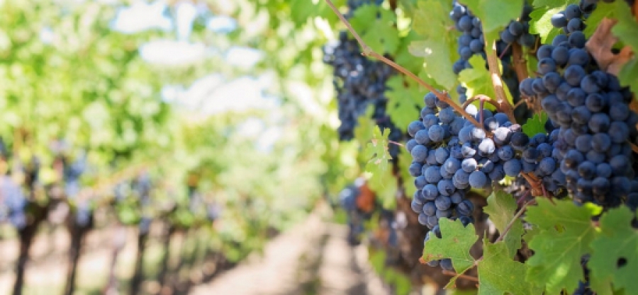 Sprijin pentru producătorii din sectorul viniviticol