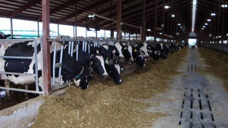 Fermele de vaci de lapte ar putea fi sprijinite în perioada 2014-2020 printr-un subprogram special
