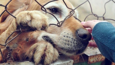 Cruzimea împotriva animalelor, un fenomen social tot mai răspândit