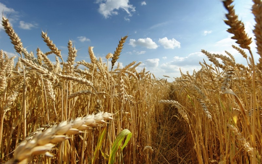 România a exportat anul trecut cereale în sumă de peste 1 miliard de euro în ţările UE