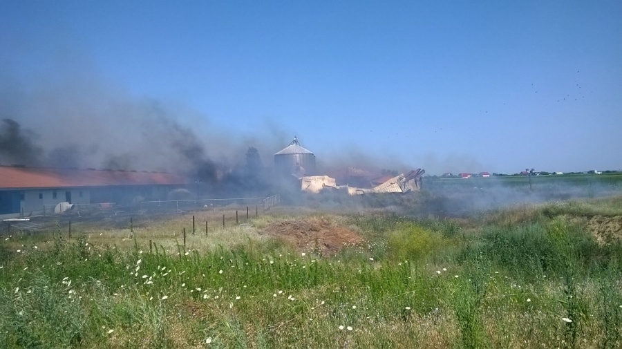 O hală şi vegetaţia din jur au luat foc