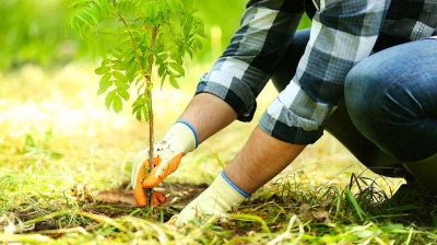 Bilanţul campaniei de împăduriri de primăvară