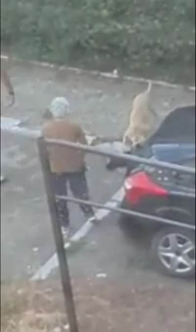 Câine de luptă scăpat din curte, a omorât pe stradă un câine de talie mică (VIDEO)