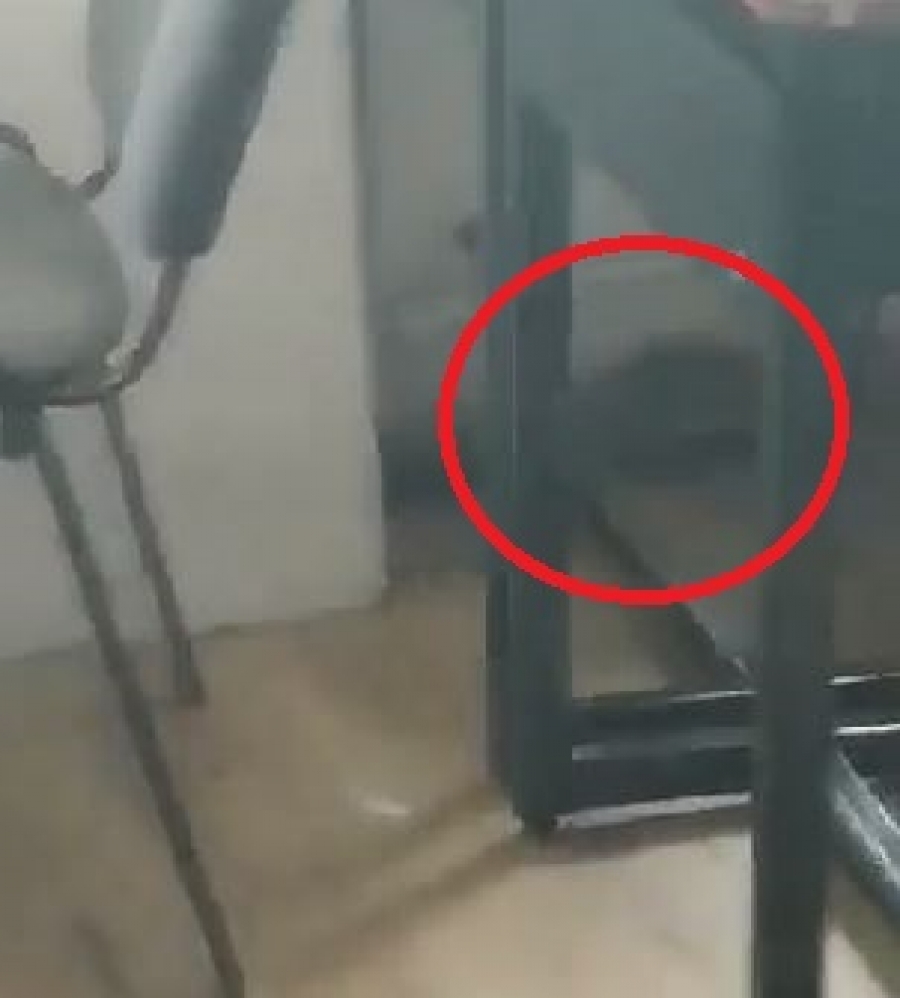 Conducerea Colegiului Al. I. Cuza lămureşte situaţia şoarecelui filmat în clasă