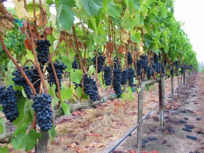 Producţia de vin a UE a scăzut în 2010/2011