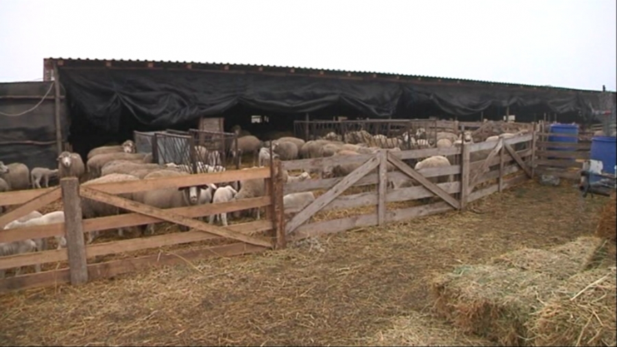 Dispariţie misterioasă la o stână de lângă Schela: Un cioban este de negăsit de luni de zile (FOTO)