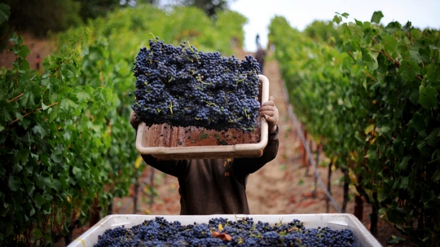 România, una din puţinele ţări a căror producţie de vin a crescut comparativ cu 2016