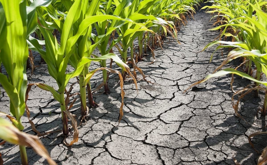 MADR: Suprafața afectată de secetă a depășit 163.000 hectare în 24 de județe