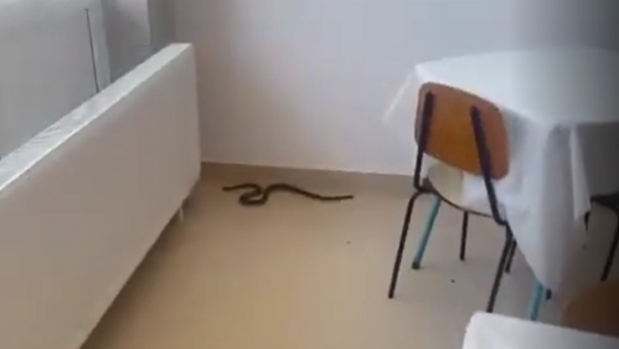 Vizită sssurpriză! Şarpe filmat pe holurile spitalului (VIDEO)