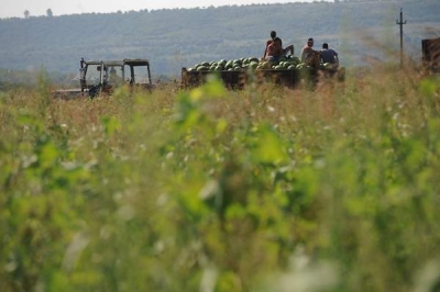 Financial Times: Agricultura românească are performanţe mult inferioare potenţialului său