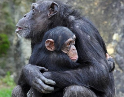 Cimpanzeii acordă îngrijiri deosebite puilor cu handicap