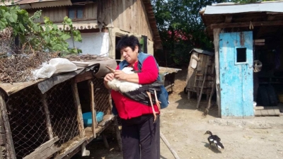Un pui de barză căzut din cuib aşteaptă să ajungă la Zoo