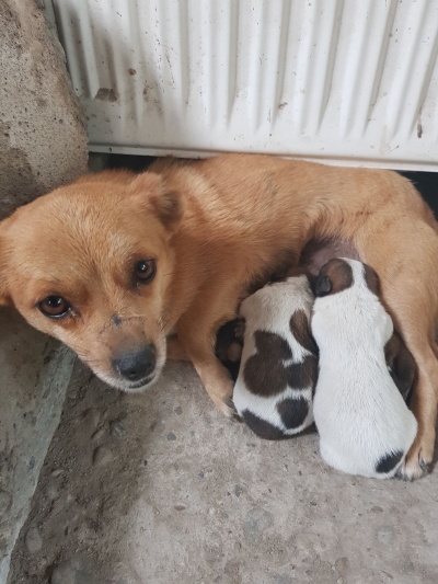 Căţeluşă salvată dintr-o fântână părăsită, de la 30 m adâncime