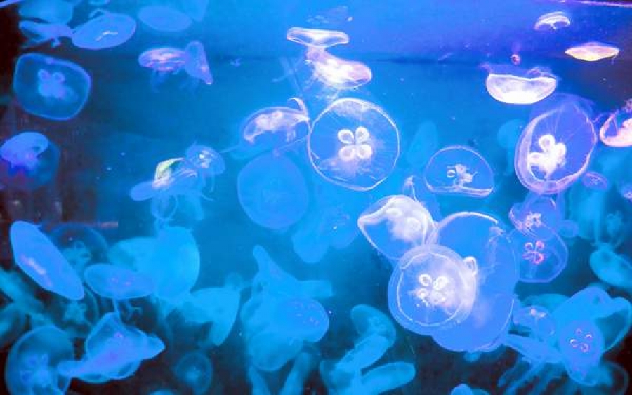 Valul de meduze, o ameninţare pentru ecosistemul marin