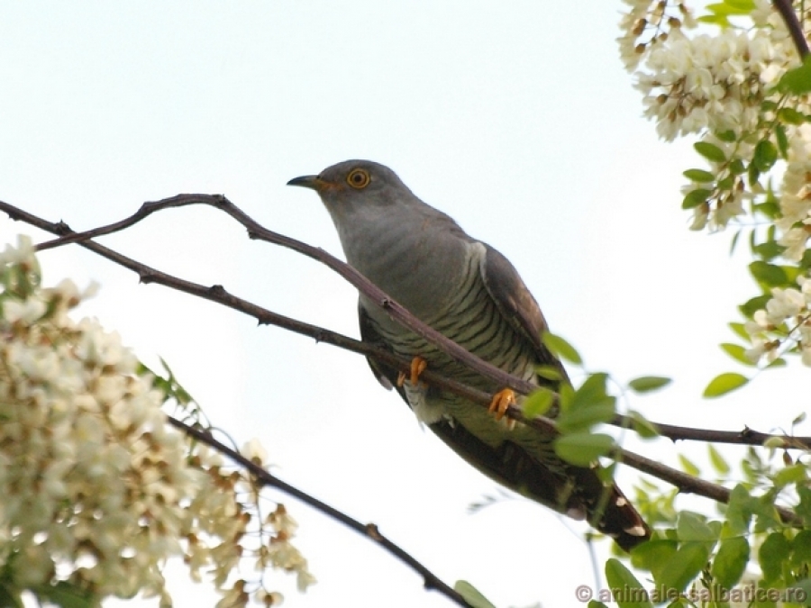 O nouă specie observată în România - cucul pestriţ