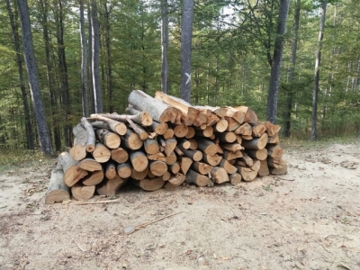 GOHOR: Tăiere ilegală de arbori şi furt de material lemnos