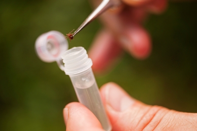 Un unguent antibiotic s-a dovedit eficace împotriva maladiei Lyme