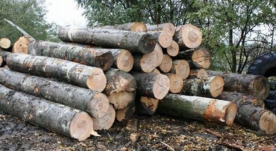 Îşi agonisesc lemn de foc tăind ilegal copacii din pădure