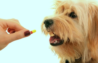 Un banal medicament antidiareic poate fi mortal la câini