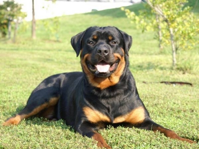Rasa Rottweiler - câine de pază nativ, cu un caracter blând