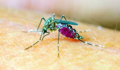 De ce înţeapă ţânţarii doar anumite persoane?