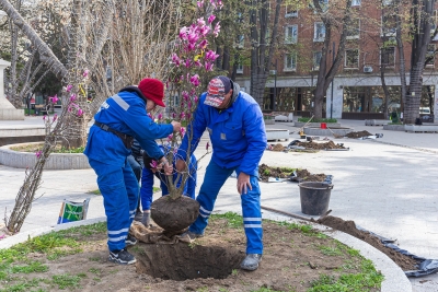 Galaţiul a înflorit! Magnolii plantate în centrul oraşului