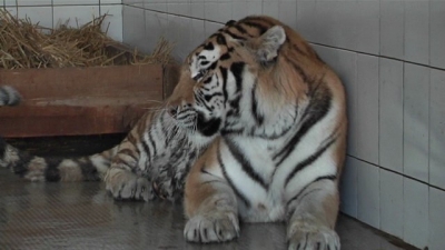 Pregătiri pentru iarnă la ZOO Galaţi