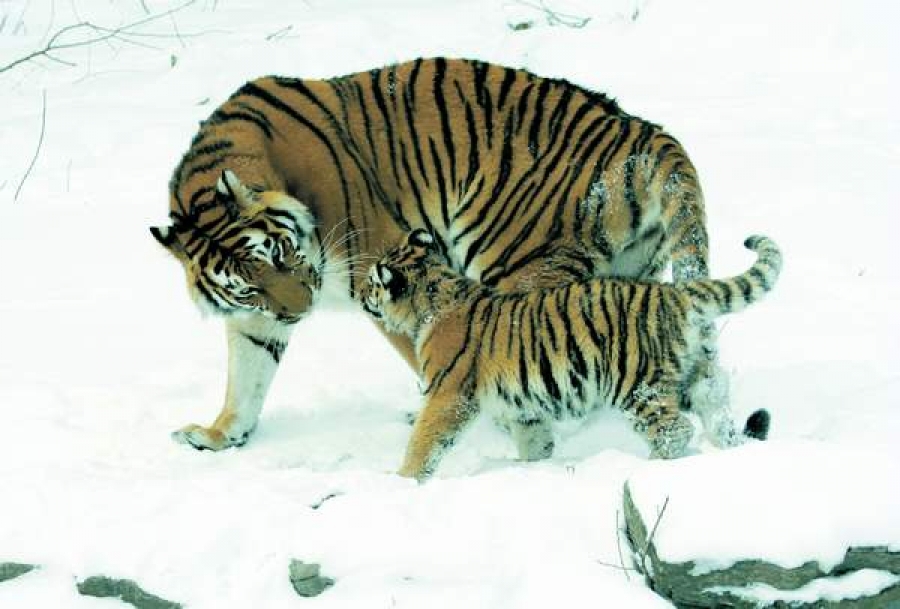 Tigrul siberian, cea mai mare felină din lume