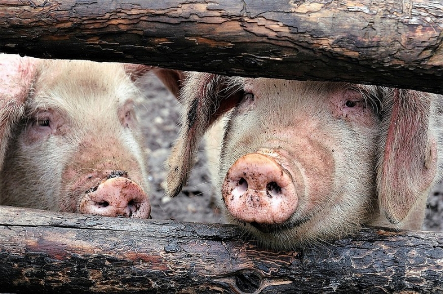 Un nou focar de pestă porcină africană în judeţul Galaţi. 66 de porci, ucişi preventiv