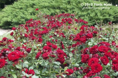 Spectacol de culoare la Rosarium