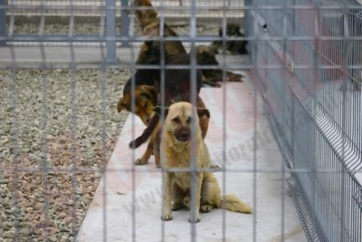 Iubitorii de animale, cu ochii pe câinii din adăpostul Ecosal