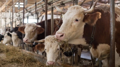 Schemă de ajutoare de 44 milioane euro pentru sprijinirea crescătorilor de bovine din România, aprobată de Comisia Europeană