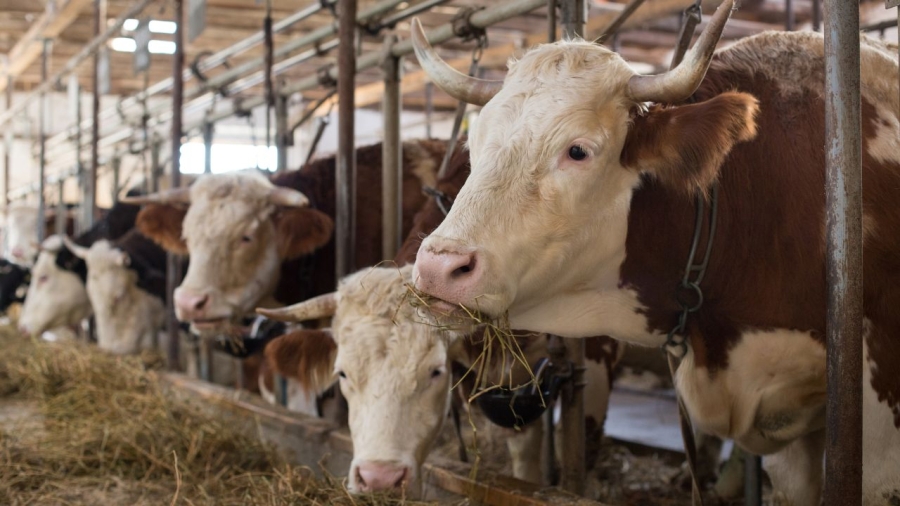 Schemă de ajutoare de 44 milioane euro pentru sprijinirea crescătorilor de bovine din România, aprobată de Comisia Europeană