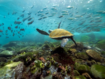 Cea mai mare rezervaţie marină din lume urmează să fie creată în zona Insulelor Hawaii