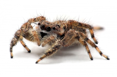 Descoperirea unei noi specii de păianjen, de dimensiunea unei farfurii, confirmată de cercetători