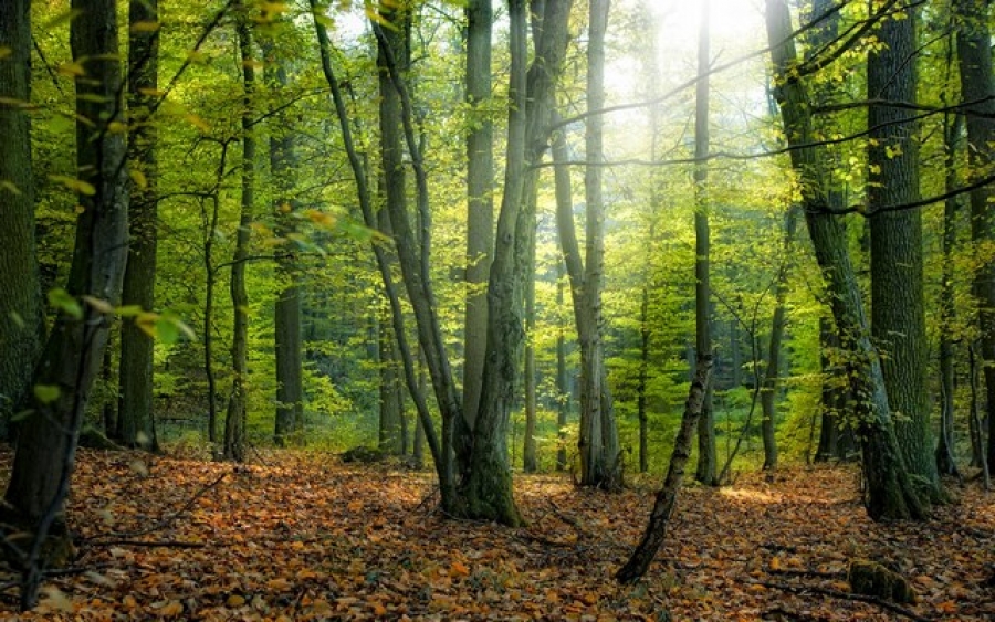 Pădurile din România nu pot fi conservate fără un sistem de plăţi coerent