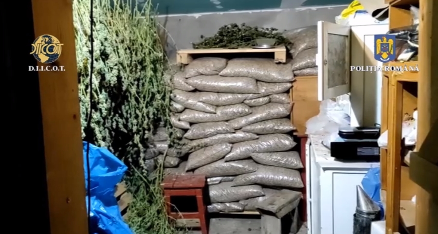 Cultură uriaşă de cannabis indoor descoperită la Galaţi (VIDEO)