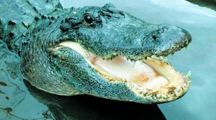 Sângele de crocodil ar putea fi sursa unei noi generaţii de antibiotice