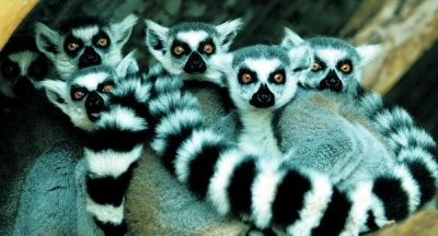 Lemurienii prezintă cel mai mare risc de extincţie dintre toate vertebratele de pe Terra