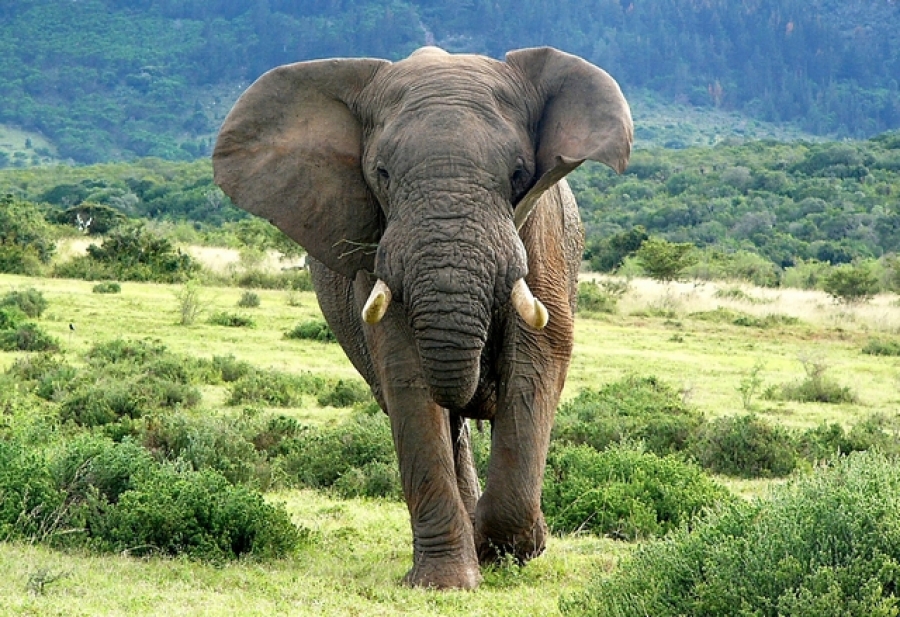 În prezent trăiesc trei specii de elefanţi, nu două