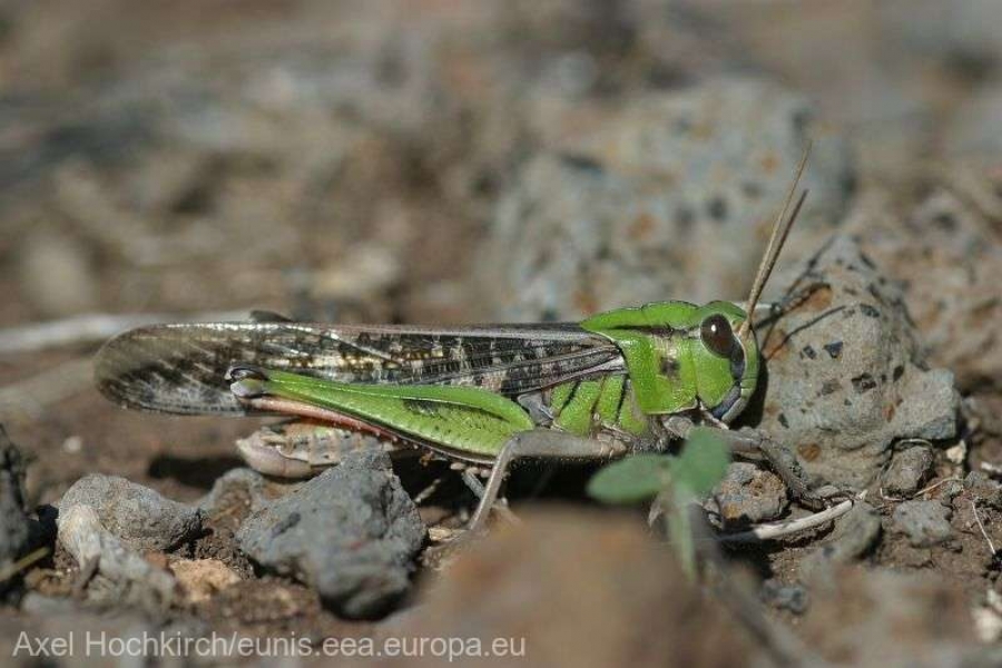 Comisia Europeană a autorizat o a doua insectă ca ingredient alimentar pentru piaţa UE