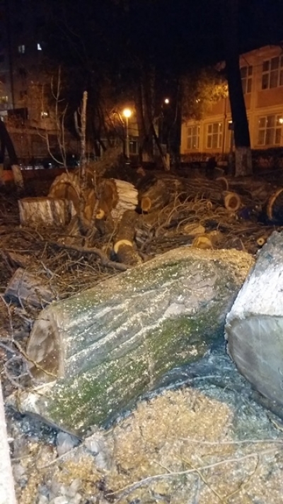 Masacrul copacilor de la Şcoala nr. 26 pare a fi justificat