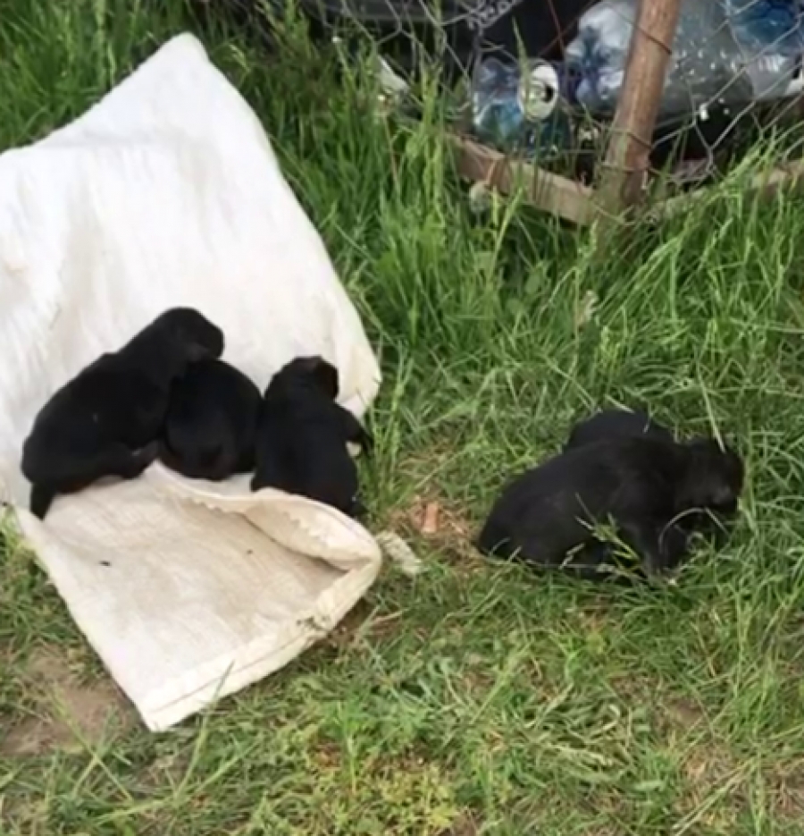 Căţeluşi de 3 zile aruncaţi la gunoi