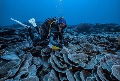 IMAGINI EXTRAORDINARE: Descoperirea unui recif de corali gigant în largul Tahiti