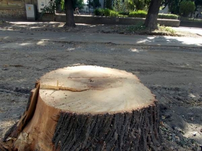 Teii oraşului vor putea fi puşi la pământ în continuare