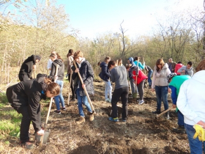 Elevii de la CNMK Galaţi au plantat 1000 de puieţi de stejar