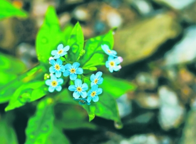 Florile de nu-mă-uita au certe calităţi medicinale