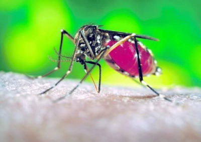 „Harta meteo” a epidemiilor de febră dengue