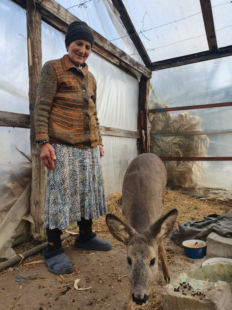 Pui de căprioară salvat de o localnică din Târgu Bujor