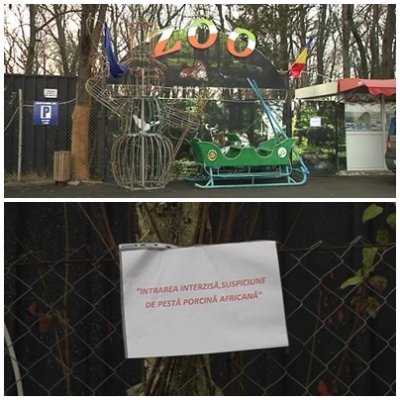 Pesta porcină africană închide Grădina Zoo Brăila